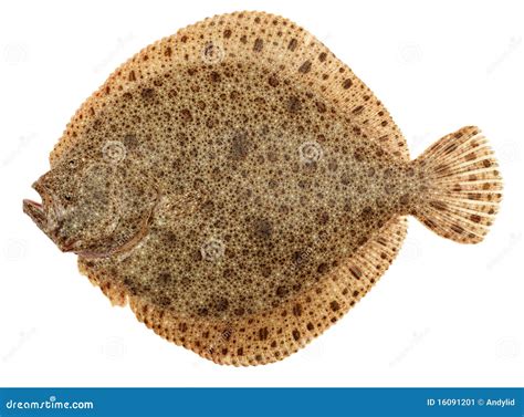 turbot fish